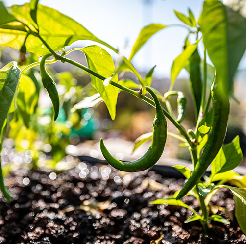 Urban agriculture pepper